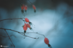 Работа 2967974