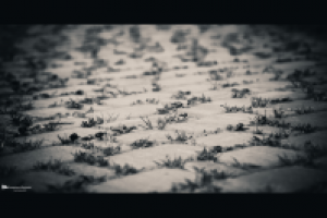 Работа 2967924