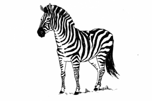 Зебра