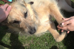 Собачий "тест - драйв"