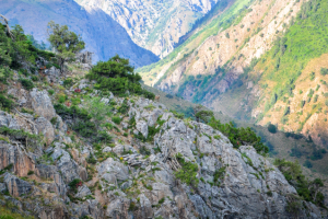 Дикая козочка, Узбекистан, июль