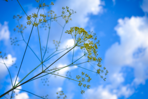 На рассвете в горах на высоте более 2 000 м над морем