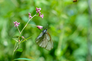 фото сделано в ущелье Караарча - Узбекистан - 60 км в глубь гор