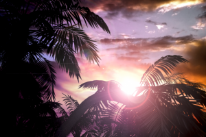 palm