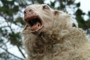 Коль с фауной тебе не повезло: 13 хорроров с животными