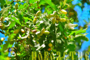 Новолетие 7523г.