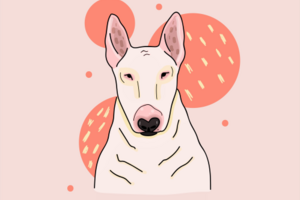 Bull Terrier