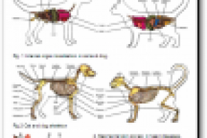 Ветеринария на английском языке