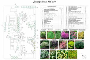 Дендроплан