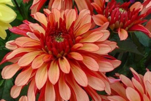 Георгина Арт Деко