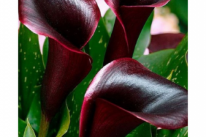 Калла – элегантная цветочная экзотика