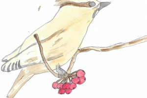 Свиристель