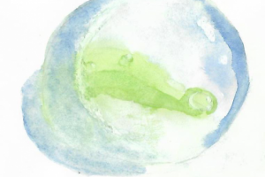 Мир в капле воды