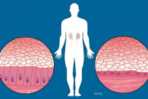 Гистология