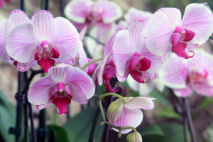 Как ухаживать за орхидеями