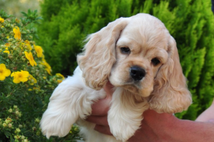 Американский кокер-спаниель: особенности породы