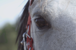 Съемка Конного клуба с элементами Аэросъемки
