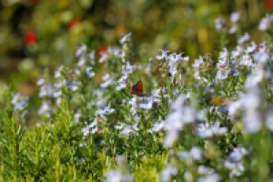 Любительское фото