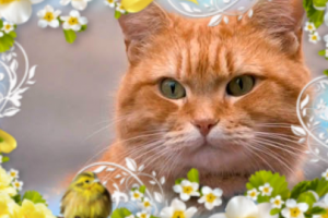 Музыкальный видео клип для песни  Чумачечая весна