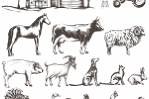 Скетчи фермерских животных
