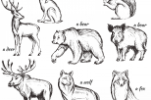 Скетчи лесных животных