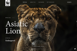 Landing Page "Asiatic Lion"
