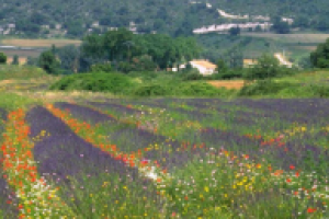 Летнее путешествие: Франция, Прованс