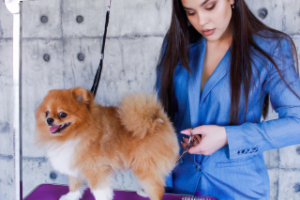 Девушка грумер