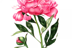 Пион. Ботаническая иллюстрация. Акварель