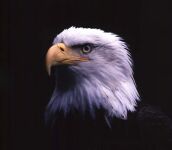 img2995566.png
