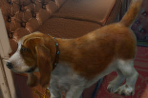 Басетт хаунд