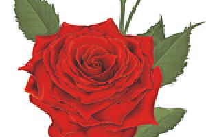 Роза, Тюльпан, Гиацинт (фрагменты)