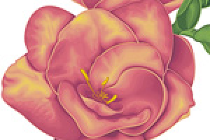 Фрезия (фрагмент иллюстрации)