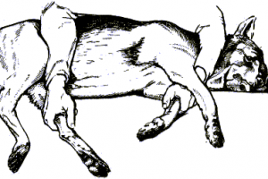 Как правильно зафиксировать домашнего питомца