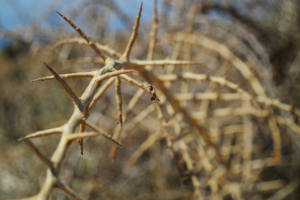 Работа 3459898