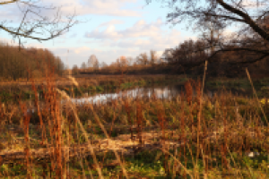 Работа 1995431