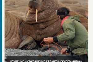 ИЗУЧЕНИЕ И СОХРАНЕНИЕ АТЛАНТИЧЕСКОГО МОРЖА В ЮГО-ВОСТОЧНОЙ ЧАСТИ