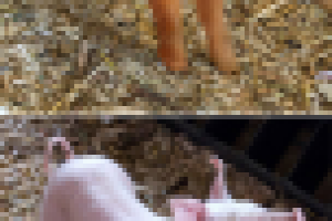 Наращивание шерсти свинке