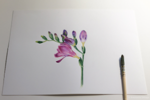 Ботаническая иллюстрация фрезии