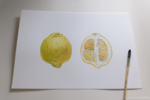 Ботаническая иллюстрация лимона