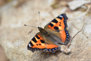 Работа 3460183