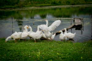 Работа 3460114