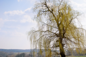 с. Булаи Старый Колодец