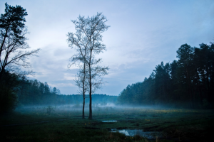 Крадётся вечерний туман