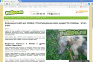 Благотворительность. Статья о бездомной собаке с демодекозом