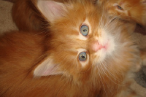 Мейн кун фото «Darcoon.com»