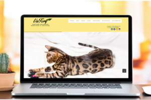 Кошачий питомник