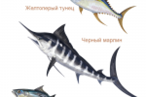 рыбы для упаковки морепродуктов