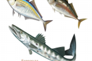 Рыбы для упаковки морепродуктов