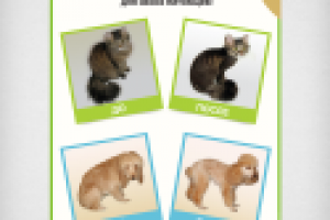 Плакат для зоомагазина (формат А2)